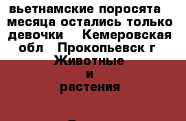 вьетнамские поросята 2 месяца остались только девочки  - Кемеровская обл., Прокопьевск г. Животные и растения » Другие животные   . Кемеровская обл.,Прокопьевск г.